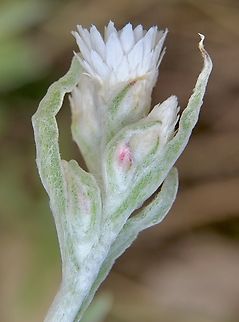 Woolly Everlasting - Argentipallium blandowskianum  Argentipallium blandowskianum,Australia,Eamw flora,Geotagged,Mount Billy Conservation Park,Spring,Woolly Everlasting