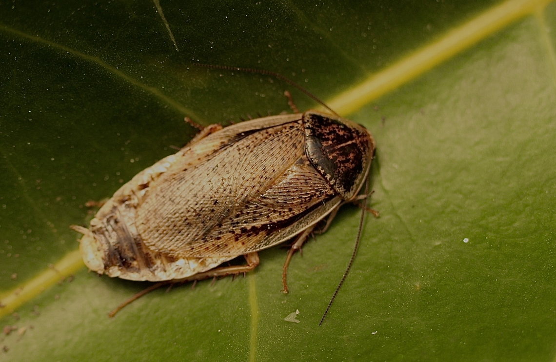 Calolampra irrorata  Australia,Calolampra irrorata,Eamw cockroaches,Geotagged,Springe,cox