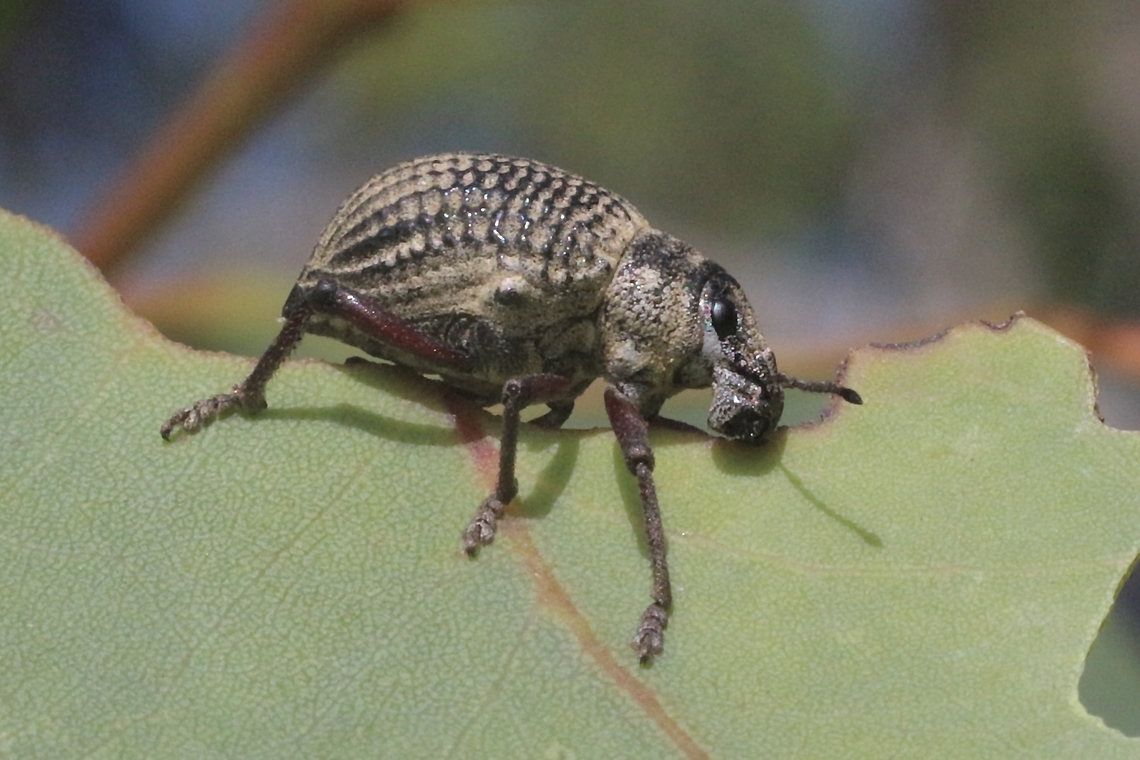 Catasarcus transversalis  Australia,Catasarcus transversalis,Eamw weevils,Geotagged,Mount Billy Conservation Park,Spring