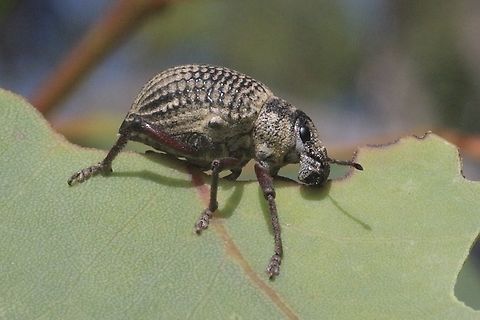 Catasarcus transversalis  Australia,Catasarcus transversalis,Eamw weevils,Geotagged,Mount Billy Conservation Park,Spring