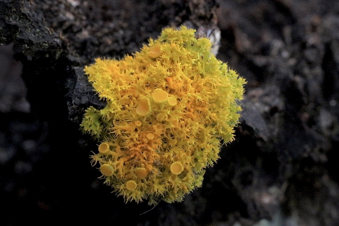 Golden- eye lichen  genus Teloschistes  Australia,Eamw lichen,Geotagged,Mount Billy Conservation Park,Teloschistes