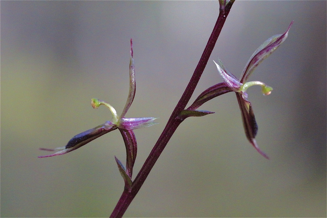 Mosquito orchid - Acianthus pusilus  Acianthus pusillus,Eamw flora,Eamw orchids,Fall,Geotagged,Goon Nure VIC,Small mosquito orchid