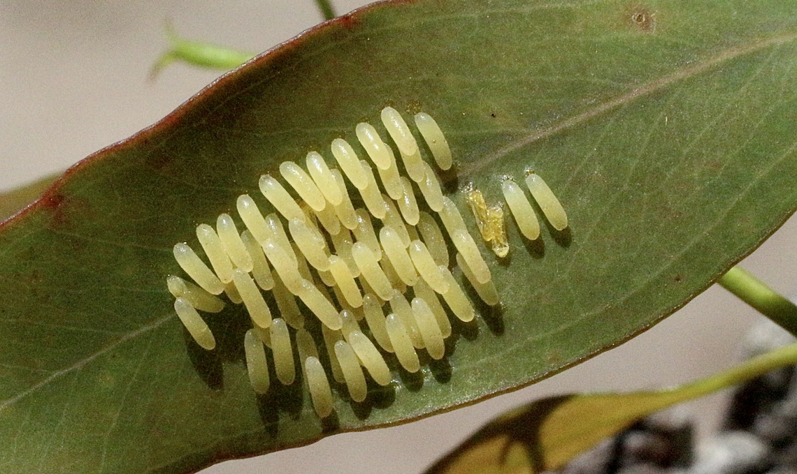 Egg cluster of unidentified leaf beetle species on eucalyptus leaf.  Australia,Bairnsdale Vic,Eamw beetles,Geotagged,Summer