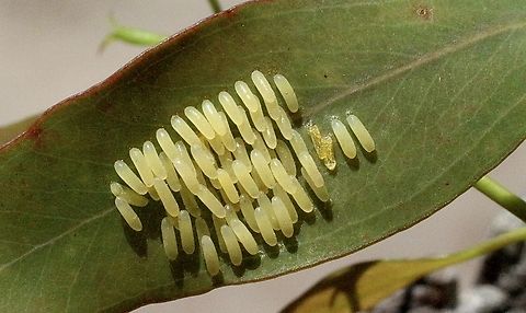 Egg cluster of unidentified leaf beetle species on eucalyptus leaf.  Australia,Bairnsdale Vic,Eamw beetles,Geotagged,Summer