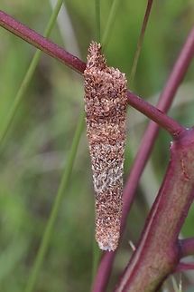 Protective larval case from bagworm moth - Conoeca guildingi,  Australia,Conoeca guildingi,Eamw case moth,Geotagged,Goon Nure VIC,Spring