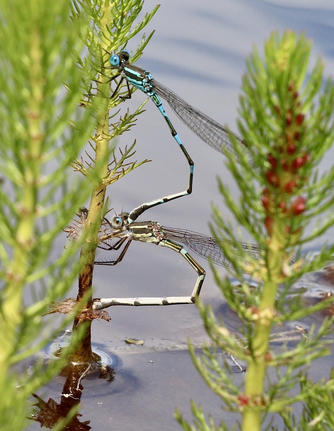 Damselfly -  Wandering Ringtail Austrolestes leda,  Australia,Austrolestes leda,Bairnsdale Vic,Eamw damselflies,Geotagged,Spring,Wandering Ringtail