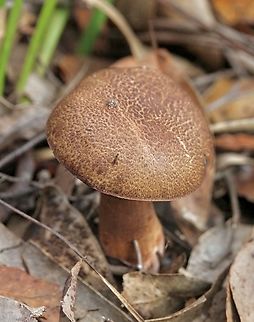 Mushroom in genus Bolete  Australia,Eamw fungi,Fall,Geotagged,Goon Nure VIC