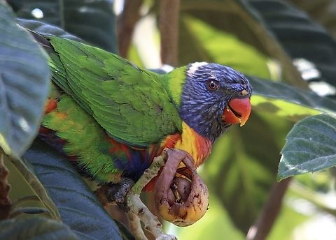 Rainbow lorikeet - Trichoglossus moluccanus Feeding on figs in a domestic garden. Australia,Eamw birds,Geotagged,Rainbow lorikeet,Spring,Trichoglossus moluccanus,Willunga SA