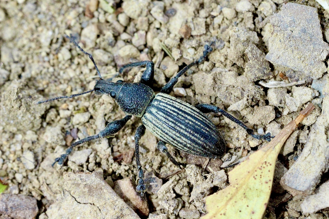 Broad-nosed Weevil  Australia,Eamw weevils,Geotagged,Spring,Willunga SA