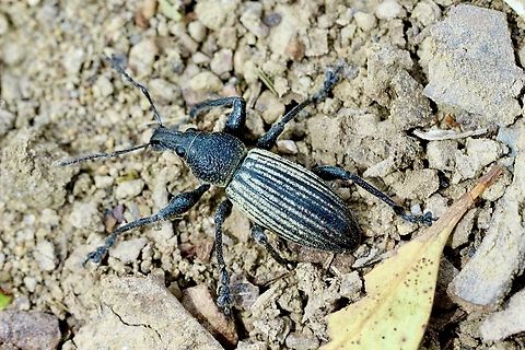 Broad-nosed Weevil  Australia,Eamw weevils,Geotagged,Spring,Willunga SA