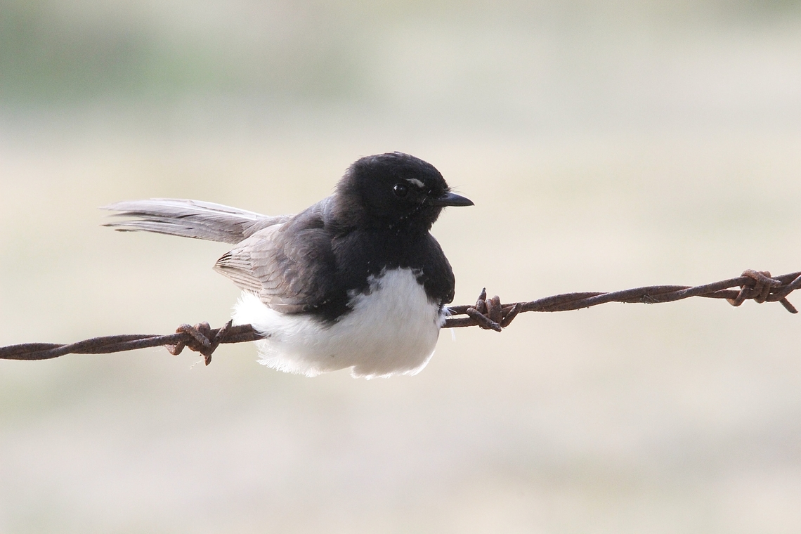 Willie wagtail - Rhipidura leucophrys, It knows where to sit and not to sit. Australia,Bairnsdale Vic,Eamw birds,Geotagged,Rhipidura leucophrys,Summer,Willie wagtail