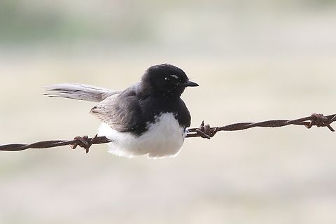 Willie wagtail - Rhipidura leucophrys, It knows where to sit and not to sit. Australia,Bairnsdale Vic,Eamw birds,Geotagged,Rhipidura leucophrys,Summer,Willie wagtail
