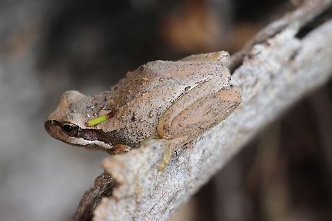 Southern Brown tree frog - Litoria ewingii The green spot is a piece of vegetation. Australia,Bairnsdale Vic,Eamw frogs,Geotagged,Litoria ewingii,Southern Brown tree frog,Summer