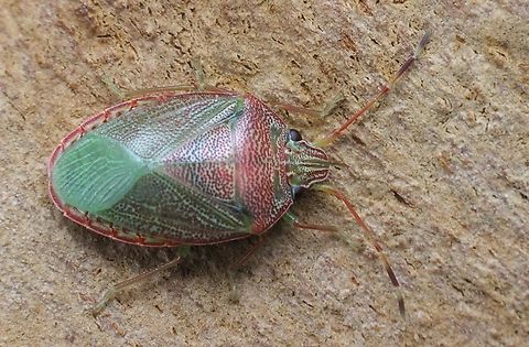 A shield bug in Genus Amphaces  Australia,Geotagged,Summer