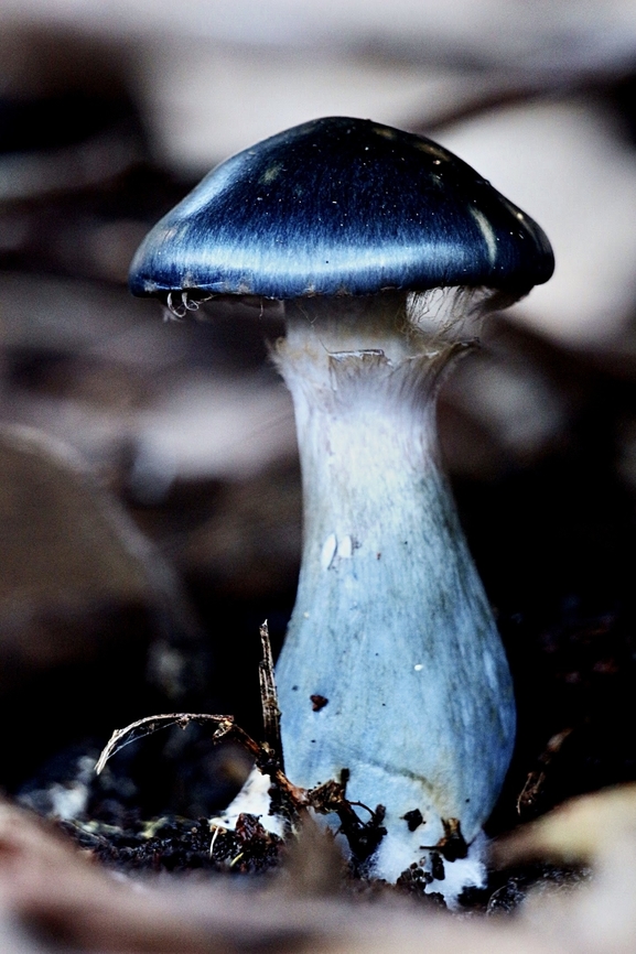 Genus - Cortinarius  Cortinarius rotundisporus,EW cortinarius,Eamw fungi,Elegant blue webcap,North Nowra Nsw