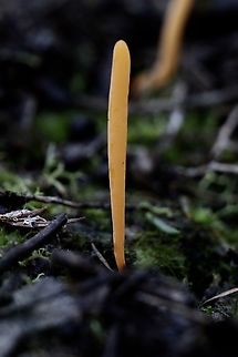 Coral fungus,Genus - Clavulinopsis  Australia,Eamw fungi,Geotagged,North Nowra Nsw,Winter