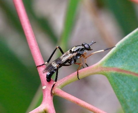 Stilleto fly - Evansomyia phyciformis  Australia,Carrum Downs vic,Evansomyia phyciformis,Geotagged,Spring,eamw flies