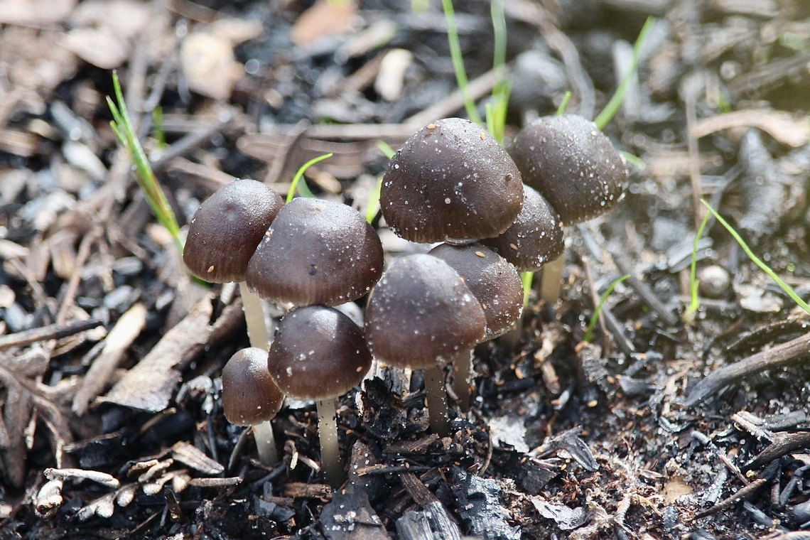 Nargan's Bonnet - Mycena nargan  Australia,Eamw fungi,Fall,Geotagged,Mount Billy Conservation Park,Mycena nargan,Nargan's bonnet
