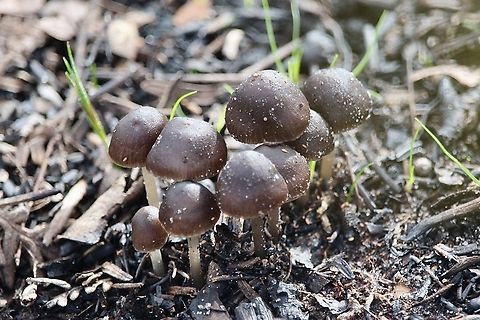 Nargan's Bonnet - Mycena nargan Australia,Eamw fungi,Fall,Geotagged,Mount Billy Conservation Park,Mycena nargan,Nargan's bonnet