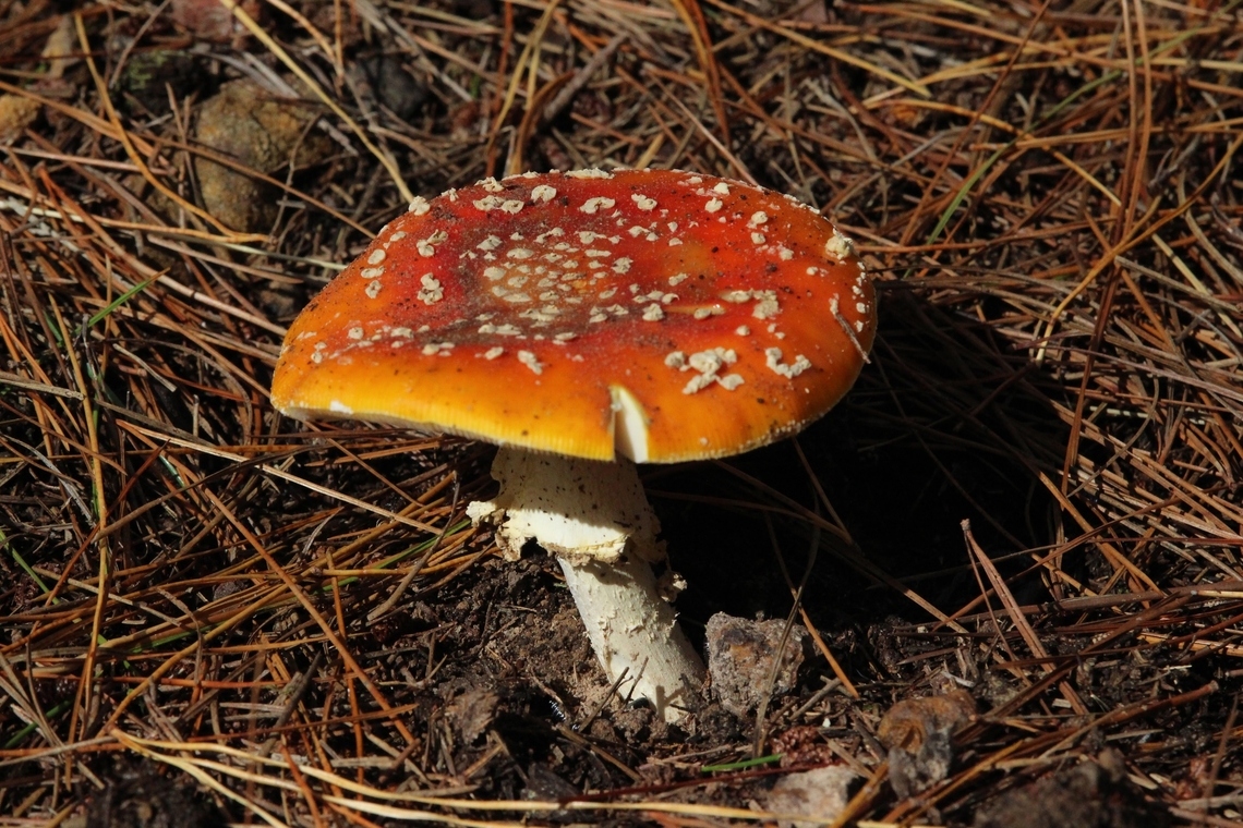 Fly Agaric - Amanita muscaria  Amanita muscaria,Australia,Eamw fungi,Fall,Fly agaric,Geotagged,Kuitpo