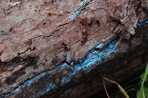 Byssocorticium atrovirens