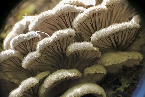 Splitgill Mushroom - Schizophyllum commune  Australia,Eamw fungi,Geotagged,North Nowra Nsw,Schizophyllum commune,Splitgill Mushroom,Winter