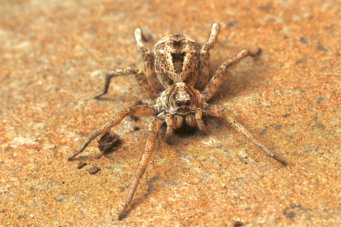 Variable Wolf Spider - Venator spenceri  Australia,Eamw spiders,Eamw wolf spiders,Fall,Geotagged,Venator spenceri,Victor Harbor SA,Wolf Spider
