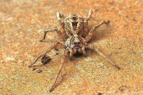 Variable Wolf Spider - Venator spenceri  Australia,Eamw spiders,Eamw wolf spiders,Fall,Geotagged,Venator spenceri,Victor Harbor SA,Wolf Spider