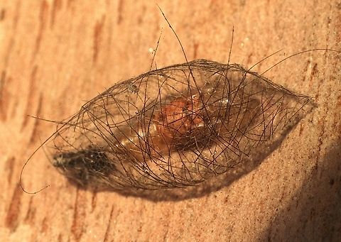 Pupae case with pupae inside from family Erebidae Found under eucalyptus tree bark. The pupae is about 10 mm.in size. Australia,Eamw moth,Fall,Geotagged,Victor Harbor SA