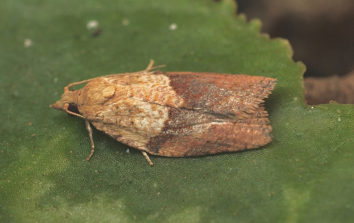 Light brown apple moth - Epiphyas postvittana Attracted to UV light. Australia,Eamw moth,Encounter Bay SA,Epiphyas postvittana,Fall,Geotagged,Light brown apple moth,UVL