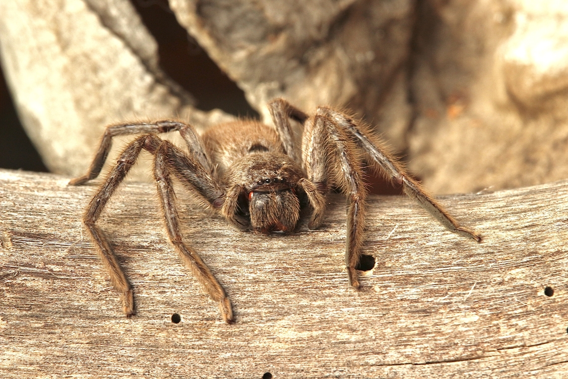 Huntsman spider - Isopeda leishmanni  Australia,Eamw spiders,Eamw spiders huntsman,Fall,Geotagged,Huntsman Spider,Isopeda leishmanni
