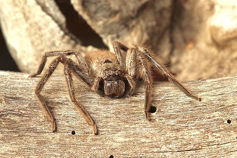 Huntsman spider - Isopeda leishmanni  Australia,Eamw spiders,Eamw spiders huntsman,Fall,Geotagged,Huntsman Spider,Isopeda leishmanni