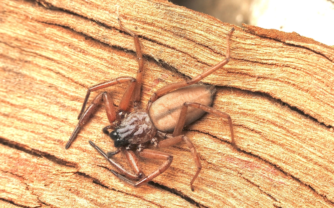 Flattened Bark Spider-  Hemicloea rogenhoferi Occurance records don&rsquo;t show or mention South Australia ,but that is where I observed it. Australia,Eamw spiders,Fall,Flattened Bark Spider,Geotagged,Hemicloea rogenhoferi,Victor Harbor SA