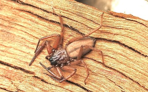 Flattened Bark Spider-  Hemicloea rogenhoferi Occurance records don’t show or mention South Australia ,but that is where I observed it. Australia,Eamw spiders,Fall,Flattened Bark Spider,Geotagged,Hemicloea rogenhoferi,Victor Harbor SA