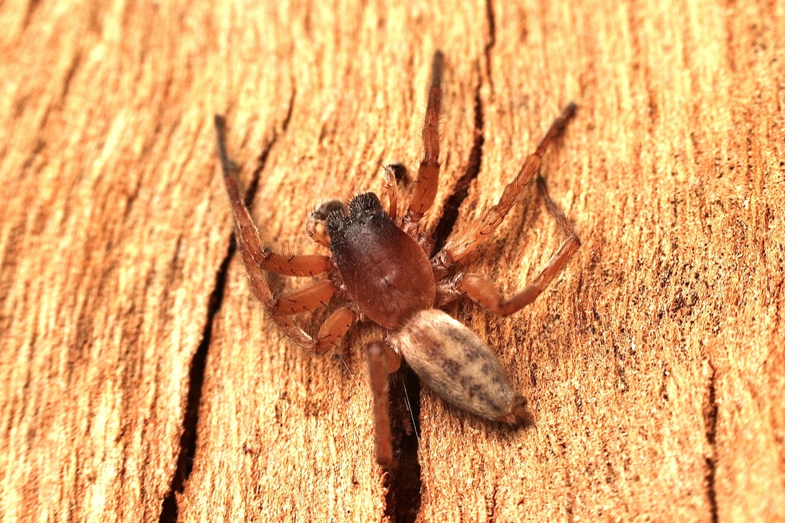 Leaf curling sack spider - genus Clubiona Found under eucalyptus tree bark. Australia,Clubonia,Eamw spiders,Fall,Geotagged,Victor Harbor SA
