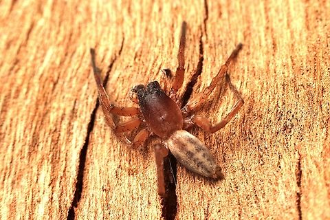 Leaf curling sack spider - genus Clubiona Found under eucalyptus tree bark. Australia,Clubonia,Eamw spiders,Fall,Geotagged,Victor Harbor SA