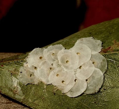 Lasiopsylla striata  Australia,Eamw lerps,Fall,Geotagged,Lasiopsylla striata,Victor Harbor SA