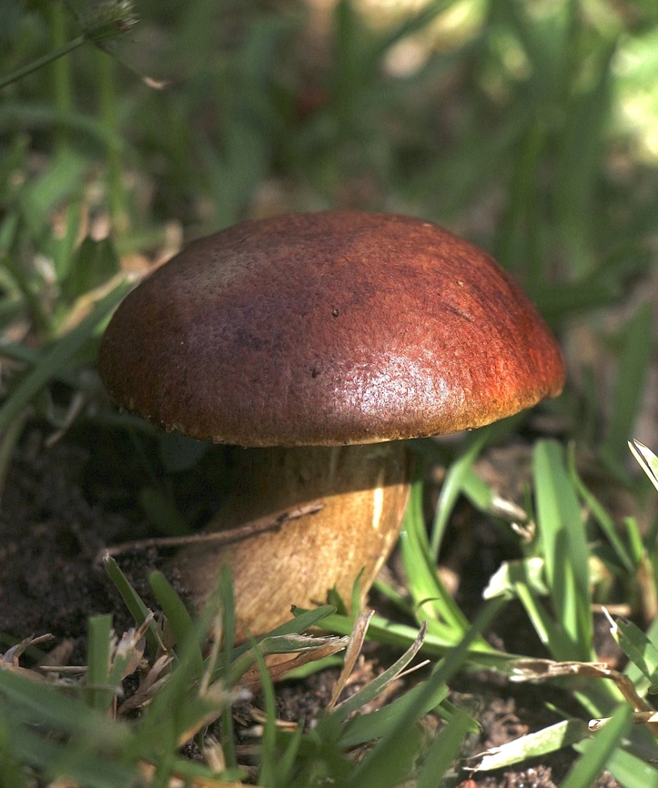 Family Boletaceae  Australia,Eamw fungi,Geotagged,Mount Billy Conservation Park,Spring,bolete