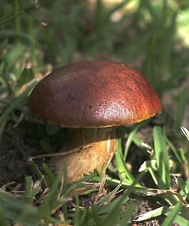 Family Boletaceae  Australia,Eamw fungi,Geotagged,Mount Billy Conservation Park,Spring,bolete