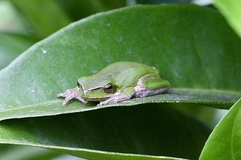 Eastern Dwarf Tree Frog - Litoria fallax  Australia,Eamw frogs,Eastern dwarf tree frog,Geotagged,Litoria fallax,Spring,St.Georges Basin NSW