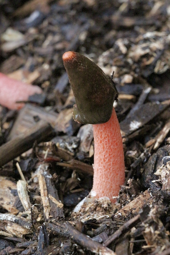 Wrinkly Stinkhorn - Phallus rugulosus  Australia,Eamw fungi,Geotagged,Karana Downs Qld,Phallus rugulosus,Spring