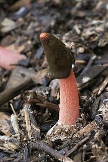 Wrinkly Stinkhorn - Phallus rugulosus Australia,Eamw fungi,Geotagged,Karana Downs Qld,Phallus rugulosus,Spring
