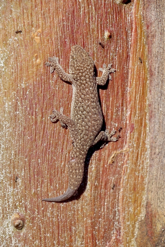 Southern Rock Dtella- Gehyra lazelli  Australia,Eamw geckos,Eamw reptiles,Gehyra lazelli,Geotagged,Quorn SA,Southern Rock Dtella,Spring