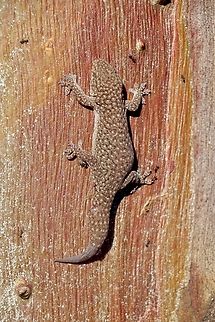 Southern Rock Dtella- Gehyra lazelli  Australia,Eamw geckos,Eamw reptiles,Gehyra lazelli,Geotagged,Quorn SA,Southern Rock Dtella,Spring