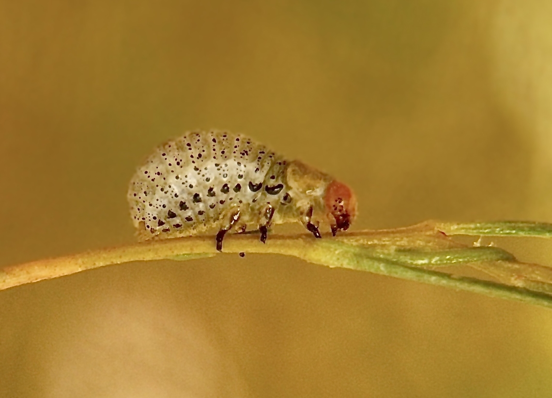 Metallic Dodonaea Leaf Beetle - Callidemum hypochalceum  Australia,Callidemum hypochalceum,Eamw beetle larvae,Eamw beetles,Eamw leaf beetles,Quorn SA