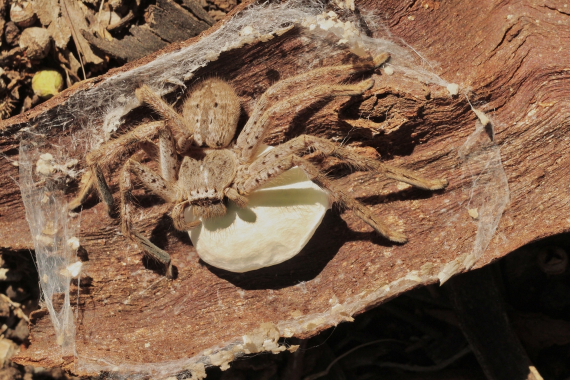 Bronze Huntsman - Isopedella flavida Female guarding her egg capsule. Australia,Bronze Huntsman,Eamw spiders,Eamw spiders huntsman,Isopedella flavida,Quorn SA,Spring