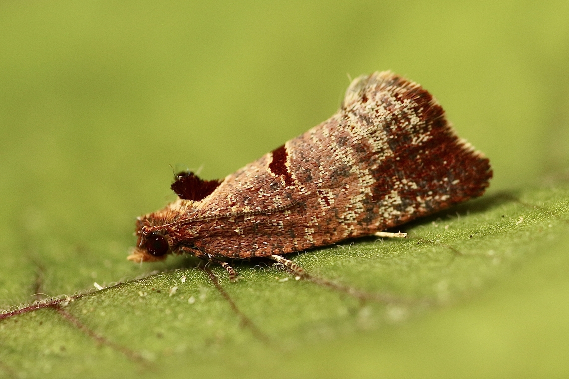 Glyphidoptera insignana Attracted to UV light. Australia,Eamw moth,Encounter Bay SA,Fall,Geotagged,Glyphidoptera insignana,UVL
