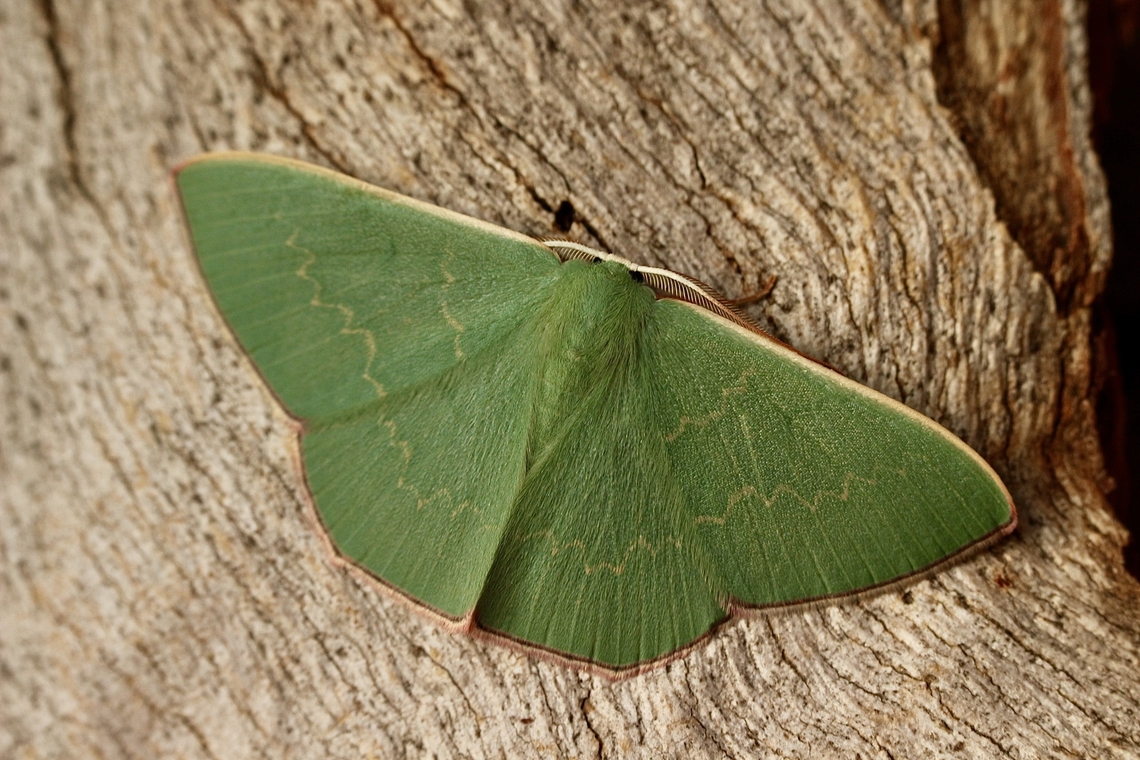 Prasinocyma semicrocea  Australia,Common Gum Emerald,Eamw moth,Encounter Bay SA,Fall,Geotagged,Prasinocyma semicrocea,UVL,emerald moth