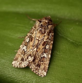 Noctuid moth - Ectopatria aspera  Australia,Eamw moth,Ectopatria aspera,Encounter Bay SA,Fall,Geotagged,UVL