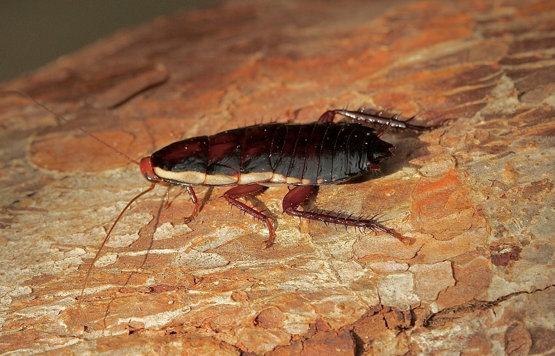Common shining cockroach - Drymaplaneta communis. Wandering around in our garden. Australia,Common shining cockroach,Drymaplaneta communis,Fall,Geotagged